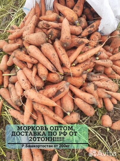 Морковь оптом без посредников от 20 тонн