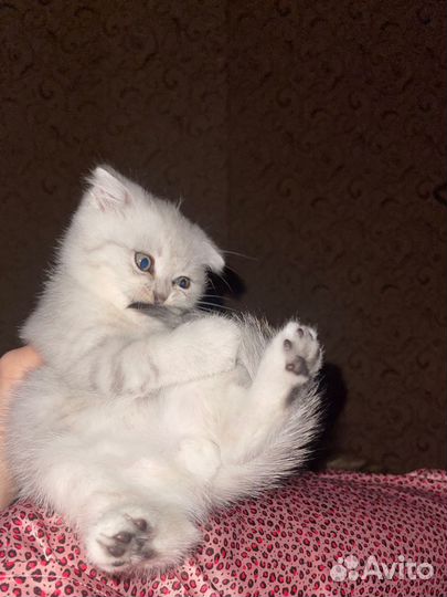 Белый котенок