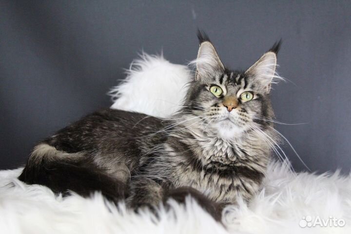 Кошка породы Мейн Кун