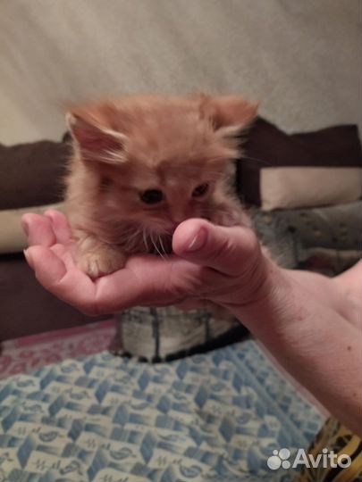 Рыжий котенок