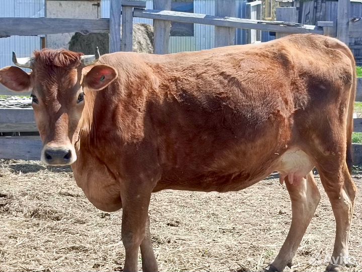 Корова джерси/ швиц