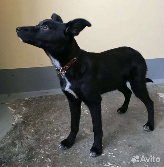 Самым лучшим хозяевам