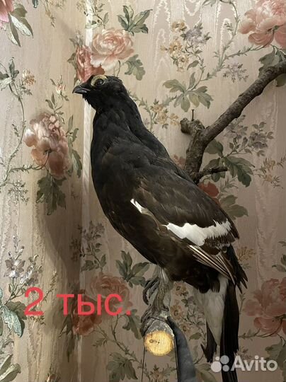 Чучела птиц