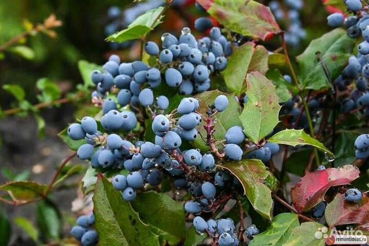 Магония падуболистная