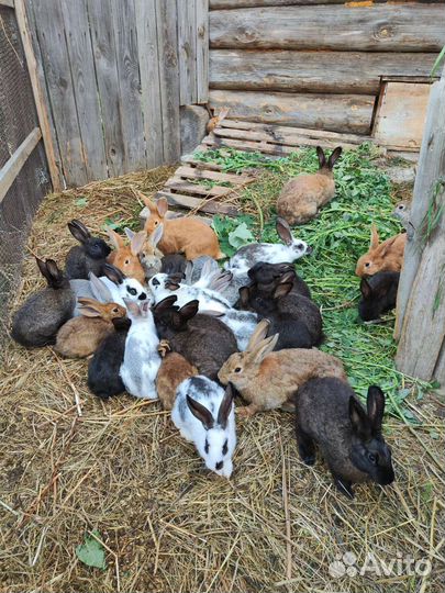 Мясо кролика