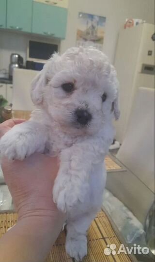 Щенки бишон фризе