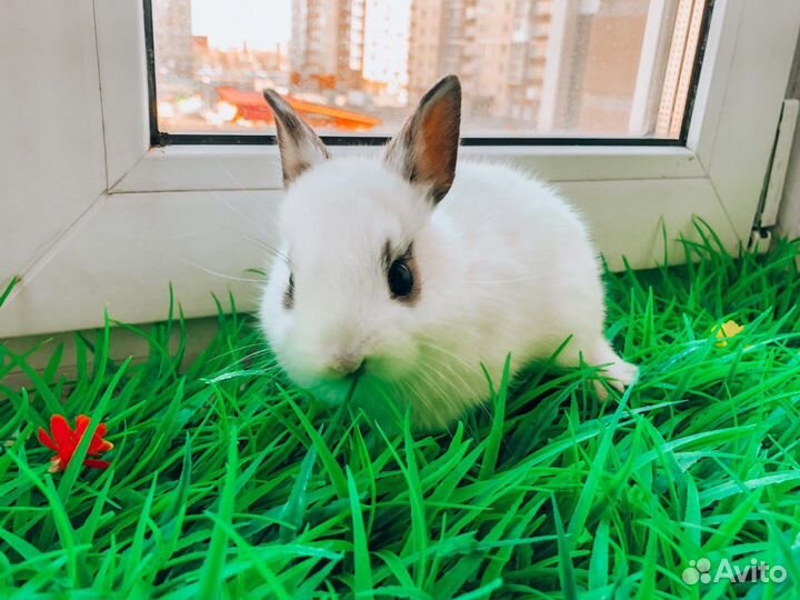 Карликовый кролик