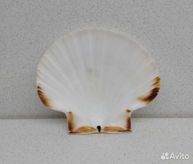 Гребешок 10,7*12,1 морская ракушка раковина