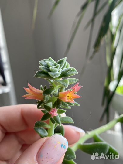 Эхеверия цветущая детки
