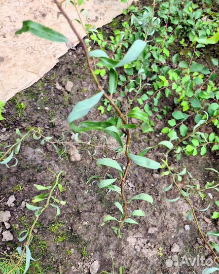 Ива извилистая (кудрявая) саженцы