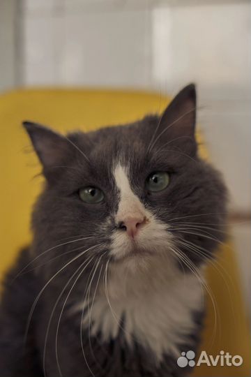 Кот Санечка