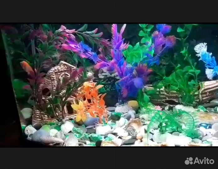 Аквариум с рыбками