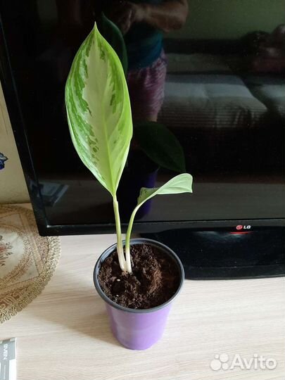 Продам цветы комнатные