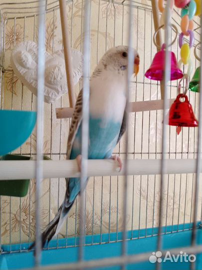 Попугай с клеткой