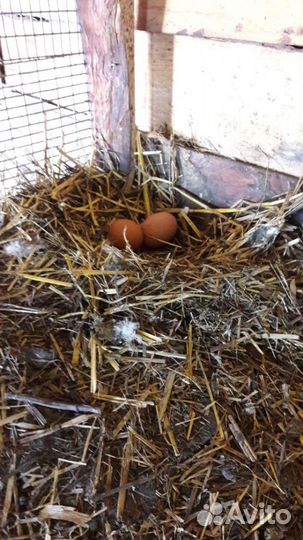 Яйцо куриное домашнее, деревенское