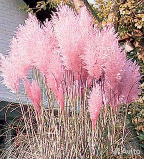 Декоративные злаки