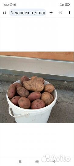 Продам картофель