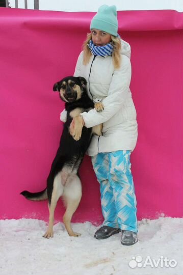 Добрая собака Рут из приюта в дар