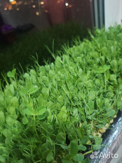 Микрозелень гороха