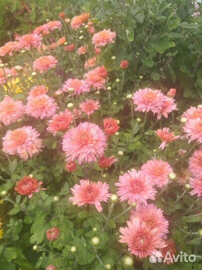 Хоизонтема мультифлора