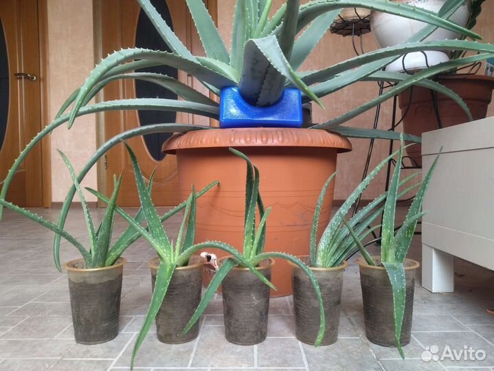 Настоящие зеленые драконы - детки алое вера