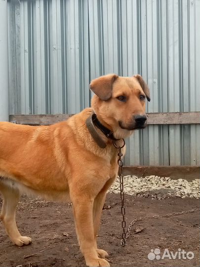 Собачка Люся