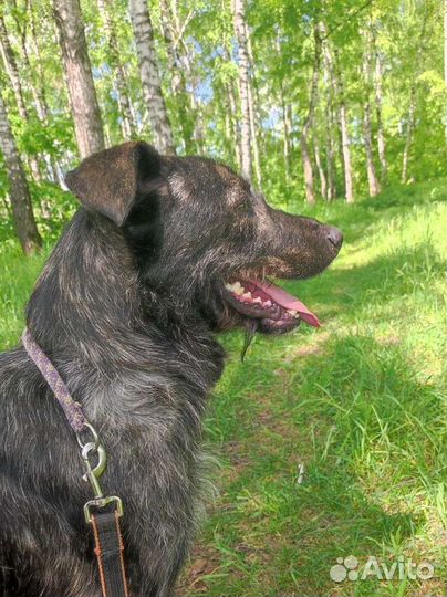 Спаси собаку