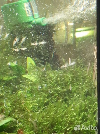 Креветка Амано - Теодоксус Астраханикус