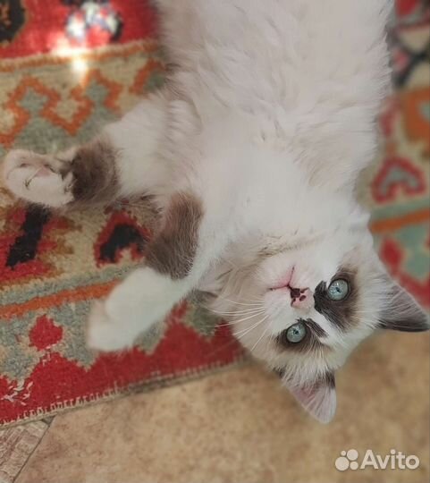 Тайские котята
