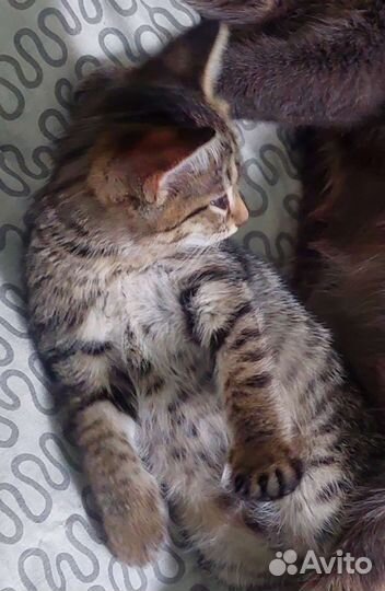 Малышка в дар