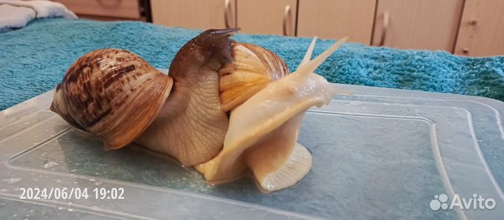 Отдам улиток ахатин