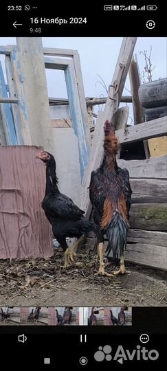 Бойцовая птица