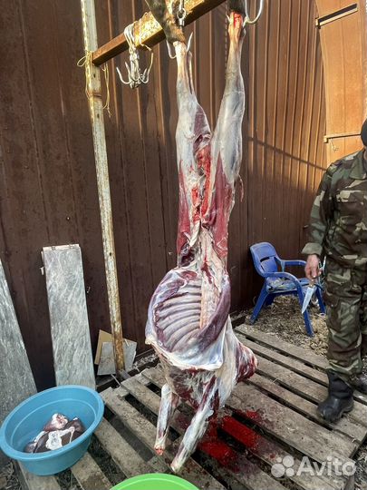 Мясо козлятина