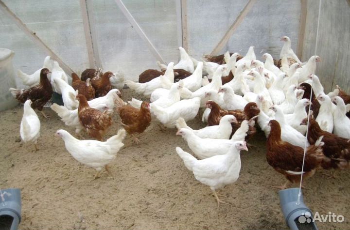 Куры Несушки, Бесплатная доставка