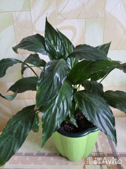 Продам цветы комнатные