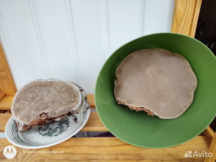 Гриб трутовик