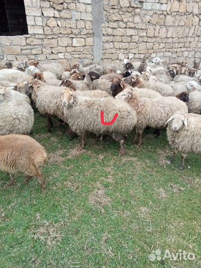 Продаю 2 овцематки