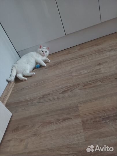 Кошечка в добрые руки