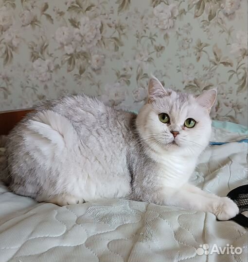 Кошки в добрые руки