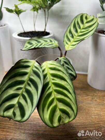 Ктенанта Бурле-маркс