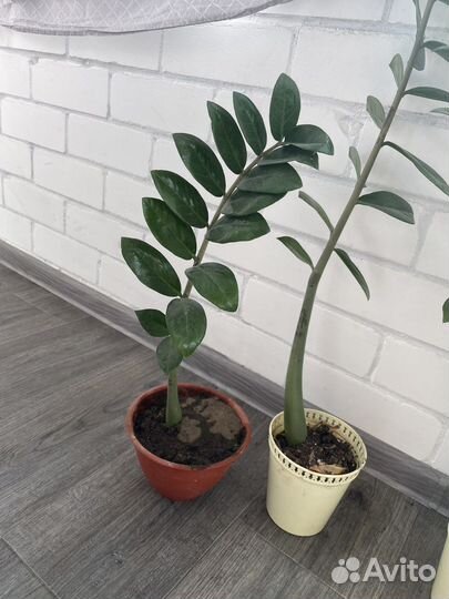 Замиокулькас долларовое дерево