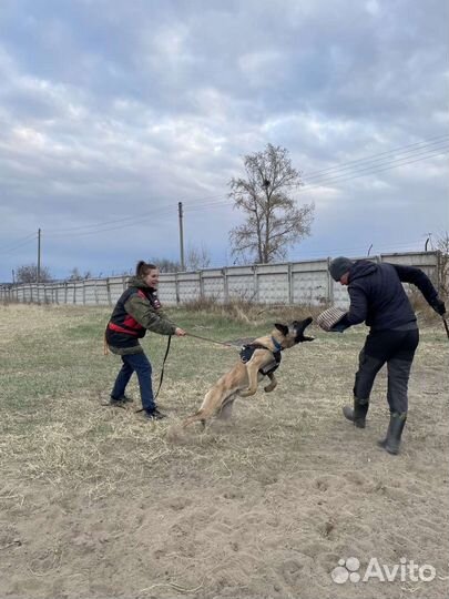 Услуги кинолога