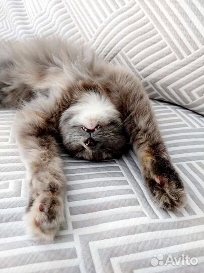 Кошечка Ася