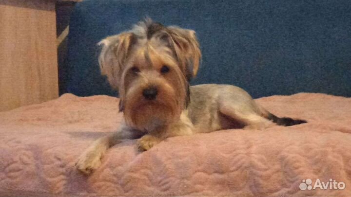 Йоркширский терьер