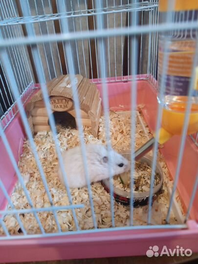 Джунгарский хомяк