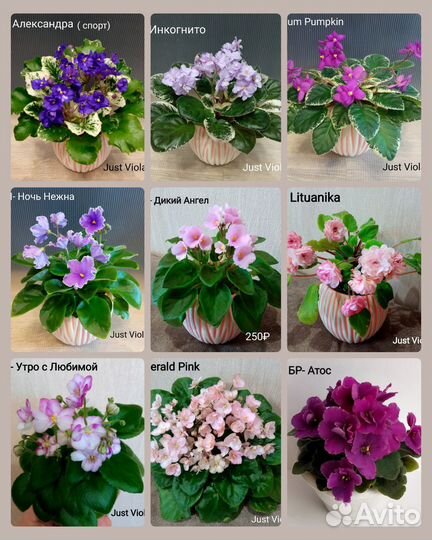 Сортовые фиалки мини