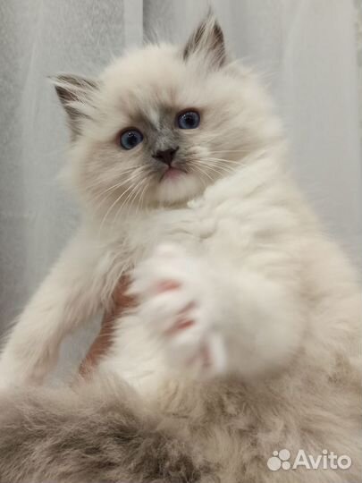 Котята рэгдолл