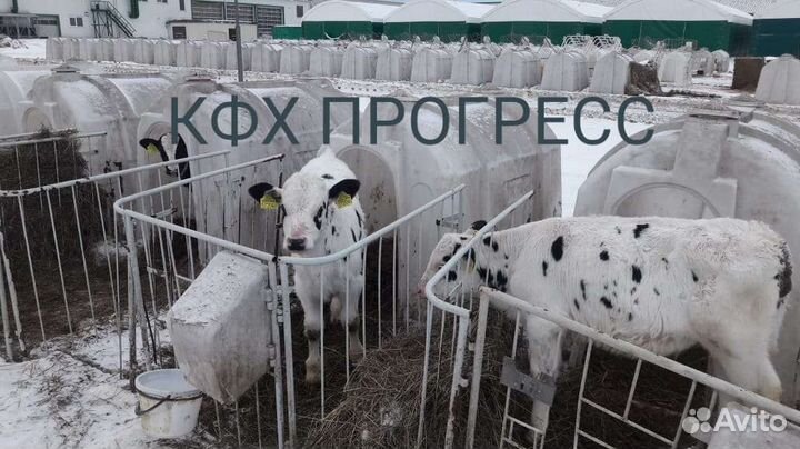 Бычки телята