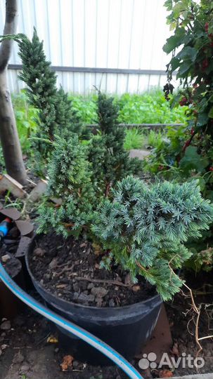 Можжевельник блю стар