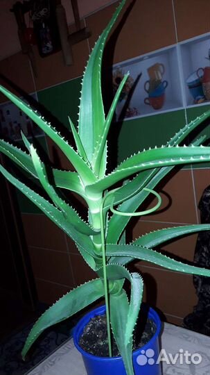 Алоэ лечебный (столетник)